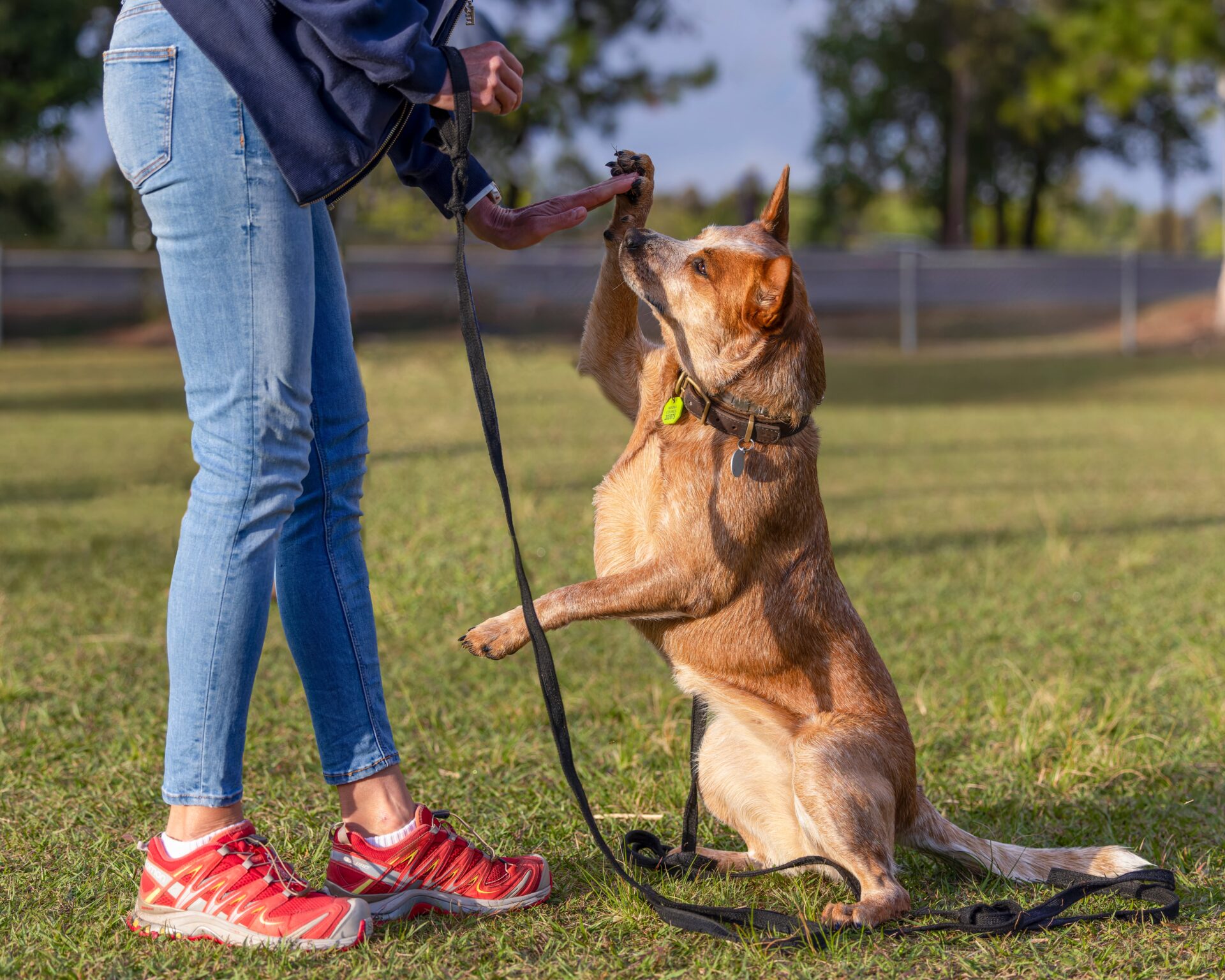 Dog Training Services For Caloundra