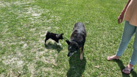 Noosa Dog Traiing - Little Devils Puppy Training Classes